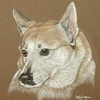 norwegian buhund portrait