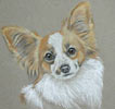 papillon or butterfly dog portrait