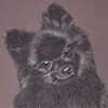 pomeranian portrait