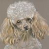 miniature poodle portrait