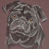 black pug portrait