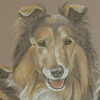 rough collie portrait