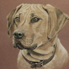 rhodesian ridgeback portrait