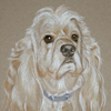 american cocker spaniel portrait