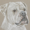 american bulldog portrait