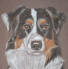 australian shepherd dog portrait