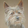 australian terrier portrait