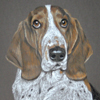 Basset Hound Portrait