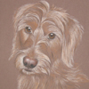 basset Fauve de Bretagne Portrait