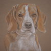 beagle portrait