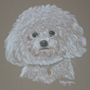 bichon frise portrait