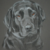 black labrador portrait