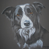 border collie portrait