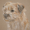 border terrier portrait