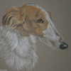 borzoi portrait