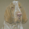 bracco italiano portrait