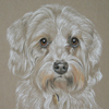 dandie dinmont portrait