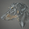 doberman pinscher portrait