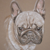 french bulldog portrait