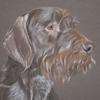 german wire-haired pointer portrait