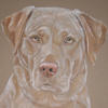 yellow labrador portrait