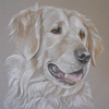 golden retriever portrait