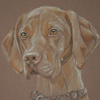 hungarian vizsla portrait