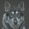 northern inuit husky portrait