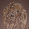 Red Irish setter portrait