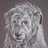 irish wolfhound portrait