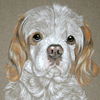 king charles spaniel portrait