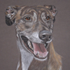 brindle lurcher portrait