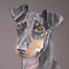 manchester or ormskirk terrier portrait