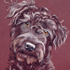 patterdale terrier portrait