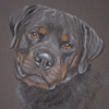 rottweiller portrait