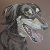 saluki portrait