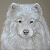 samoyed portrait