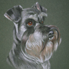 standard schnauzer portrait