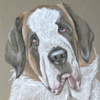 Saint Bernard portrait