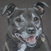 staffordshire bull terrier portrait