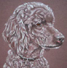 standad poodle portrait