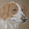 fox hound or trail hound portrait