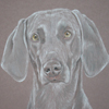 weimaraner portrait