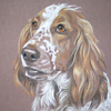 welsh springer spaniel portrait