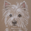 west highland terrier portrait