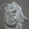 whippet portrait