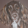 working cocker spaniel portrait