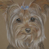 yorkie portrait