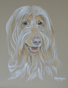 Afghan Hound _ Button's Portrait