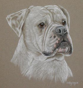 american bulldog portrait of Dylan